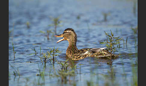 Stockente (Anas platyrhynchos)