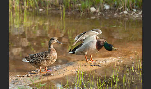 Stockente (Anas platyrhynchos)