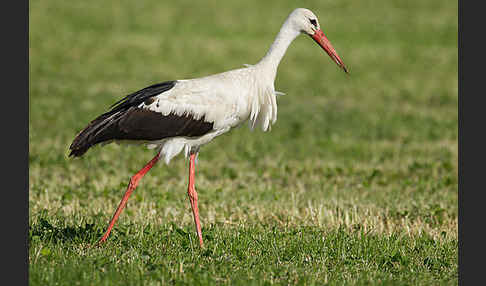 Weißstorch (Ciconia ciconia)