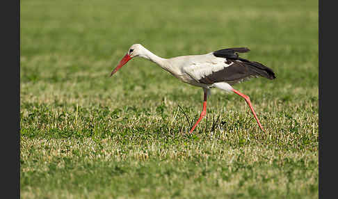 Weißstorch (Ciconia ciconia)