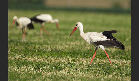 Weißstorch (Ciconia ciconia)