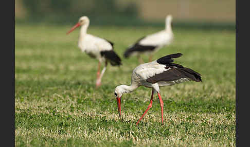 Weißstorch (Ciconia ciconia)