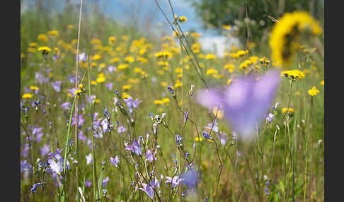 Wiesen-Glockenblume (Campanula patula)