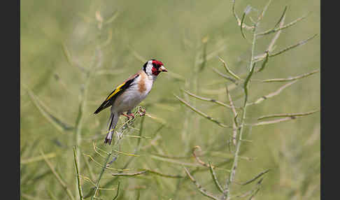 Stieglitz (Carduelis carduelis)