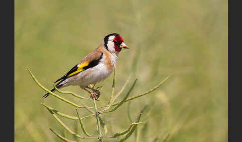 Stieglitz (Carduelis carduelis)