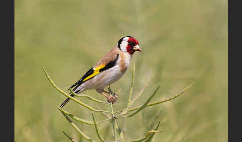 Stieglitz (Carduelis carduelis)