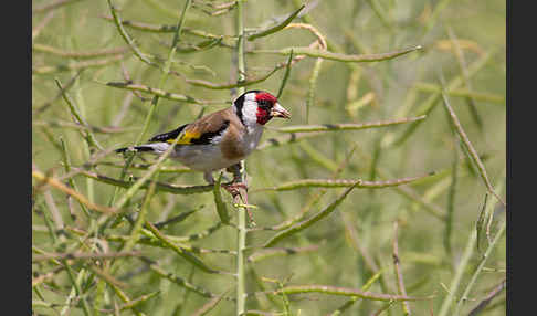 Stieglitz (Carduelis carduelis)