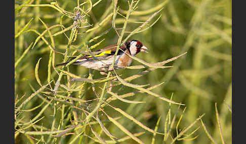 Stieglitz (Carduelis carduelis)