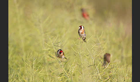 Stieglitz (Carduelis carduelis)