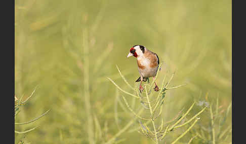 Stieglitz (Carduelis carduelis)