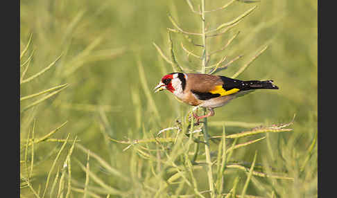 Stieglitz (Carduelis carduelis)