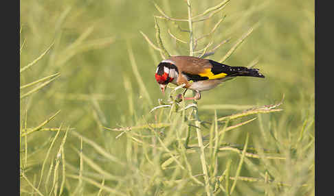 Stieglitz (Carduelis carduelis)