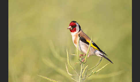 Stieglitz (Carduelis carduelis)