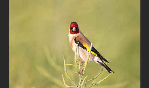 Stieglitz (Carduelis carduelis)