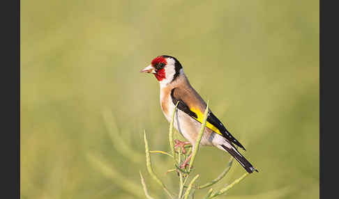 Stieglitz (Carduelis carduelis)