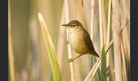 Sumpfrohrsänger (Acrocephalus palustris)