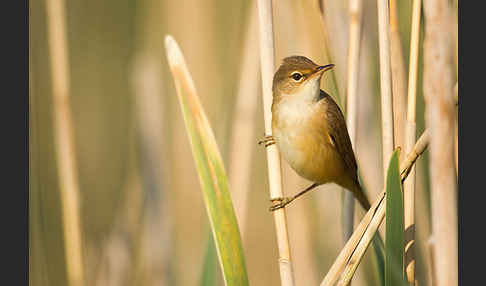 Sumpfrohrsänger (Acrocephalus palustris)