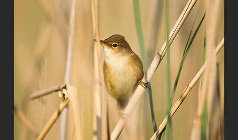 Sumpfrohrsänger (Acrocephalus palustris)