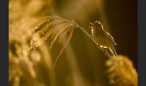 Sumpfrohrsänger (Acrocephalus palustris)