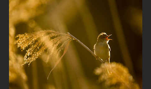 Sumpfrohrsänger (Acrocephalus palustris)