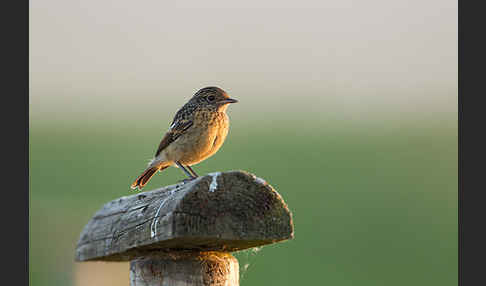 Schwarzkehlchen (Saxicola torquata)