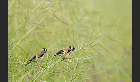 Stieglitz (Carduelis carduelis)