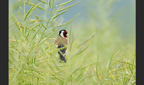 Stieglitz (Carduelis carduelis)