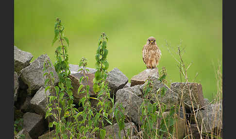 Turmfalke (Falco tinnunculus)