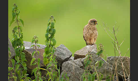 Turmfalke (Falco tinnunculus)