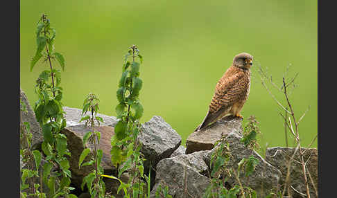 Turmfalke (Falco tinnunculus)