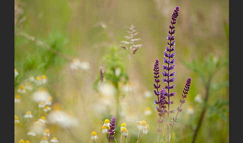 Steppen-Salbei (Salvia nemorosa)