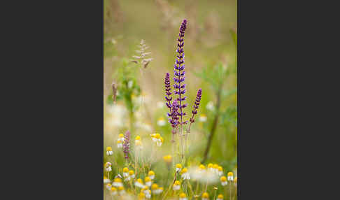 Steppen-Salbei (Salvia nemorosa)