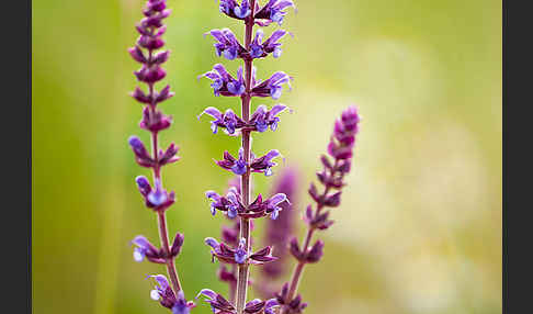 Steppen-Salbei (Salvia nemorosa)