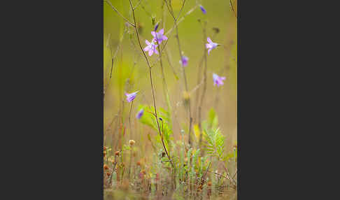 Wiesen-Glockenblume (Campanula patula)