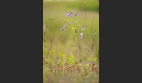 Wiesen-Glockenblume (Campanula patula)