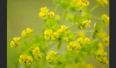 Ruten-Wolfsmilch (Euphorbia virgata)