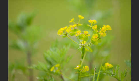 Ruten-Wolfsmilch (Euphorbia virgata)