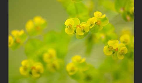 Ruten-Wolfsmilch (Euphorbia virgata)