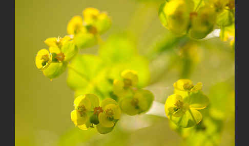 Ruten-Wolfsmilch (Euphorbia virgata)