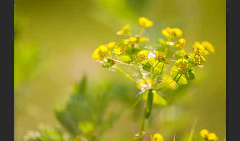 Ruten-Wolfsmilch (Euphorbia virgata)