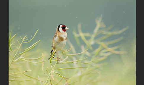 Stieglitz (Carduelis carduelis)