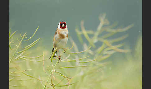 Stieglitz (Carduelis carduelis)