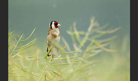 Stieglitz (Carduelis carduelis)