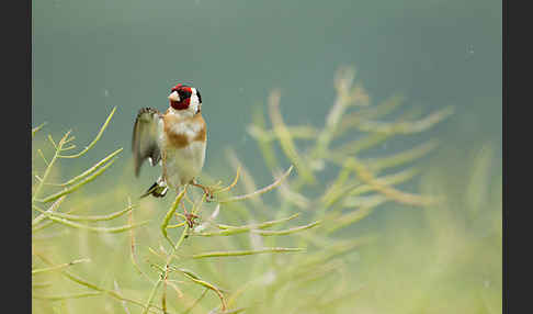 Stieglitz (Carduelis carduelis)