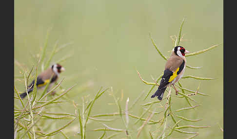 Stieglitz (Carduelis carduelis)