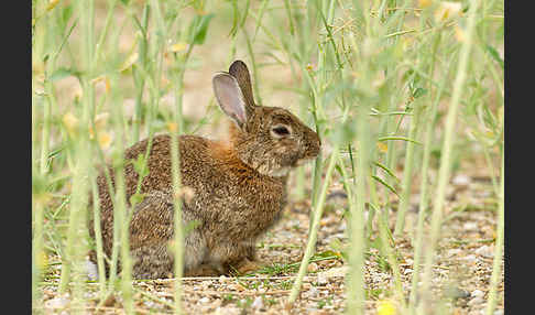 Wildkaninchen (Oryctolagus cuniculus)