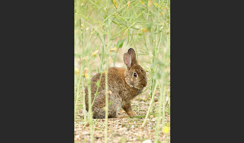 Wildkaninchen (Oryctolagus cuniculus)