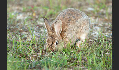 Wildkaninchen (Oryctolagus cuniculus)