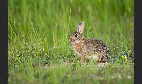 Wildkaninchen (Oryctolagus cuniculus)