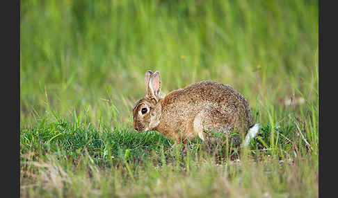 Wildkaninchen (Oryctolagus cuniculus)